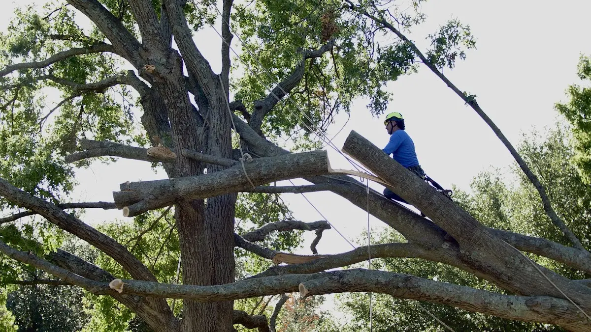 Professional Hazardous Tree Removal performed by certified arborists in Louisville