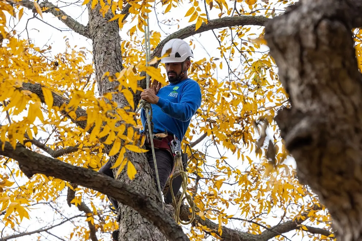 Skilled Tree Planing crew working in Louisville
